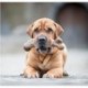 VRRCEE Dinosaur BarkBone Chew Toy - Tough Durable Nearly Indestructible Bone for Extreme Aggressive Power Chewers | Made in USA, with FDA Compliant Nylon - 2 Flavors Available